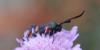 Zygaena sp.